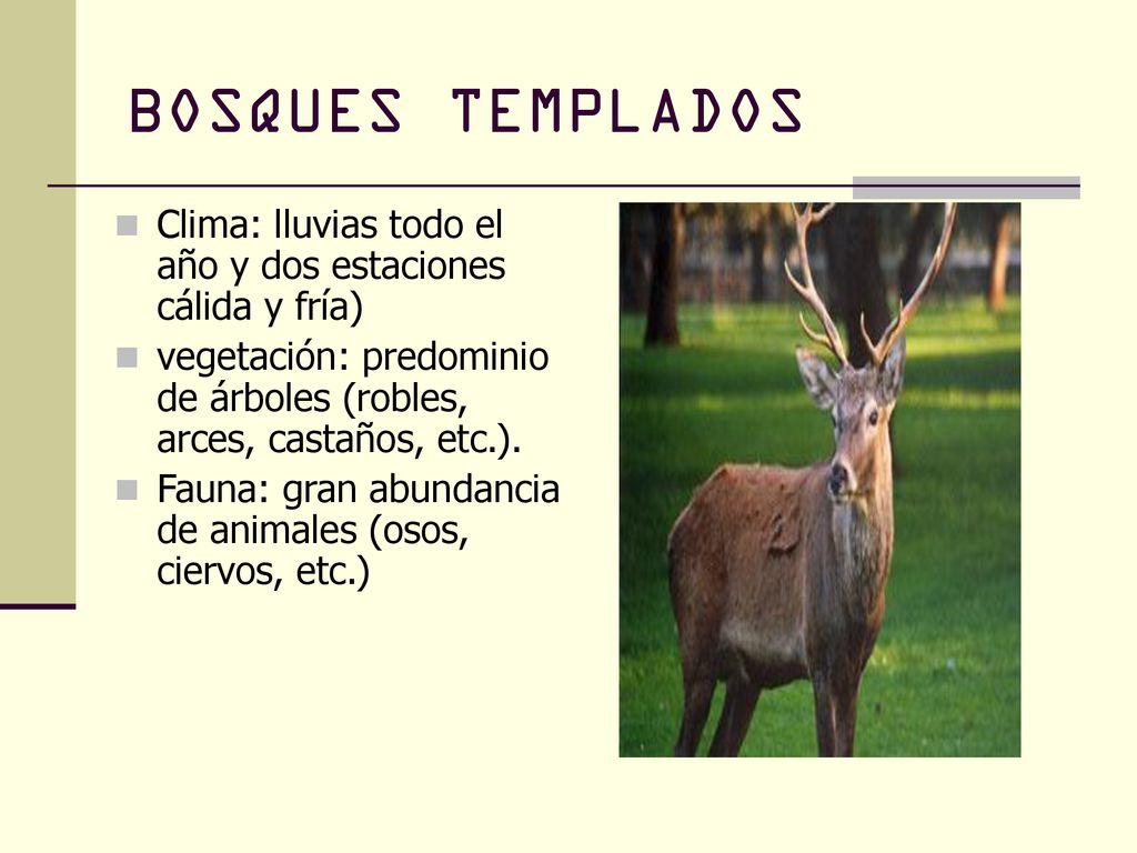BOSQUES TEMPLADOS Clima: lluvias todo el año y dos estaciones cálida y fría) vegetación: predominio de árboles (robles, arces, castaños, etc.).