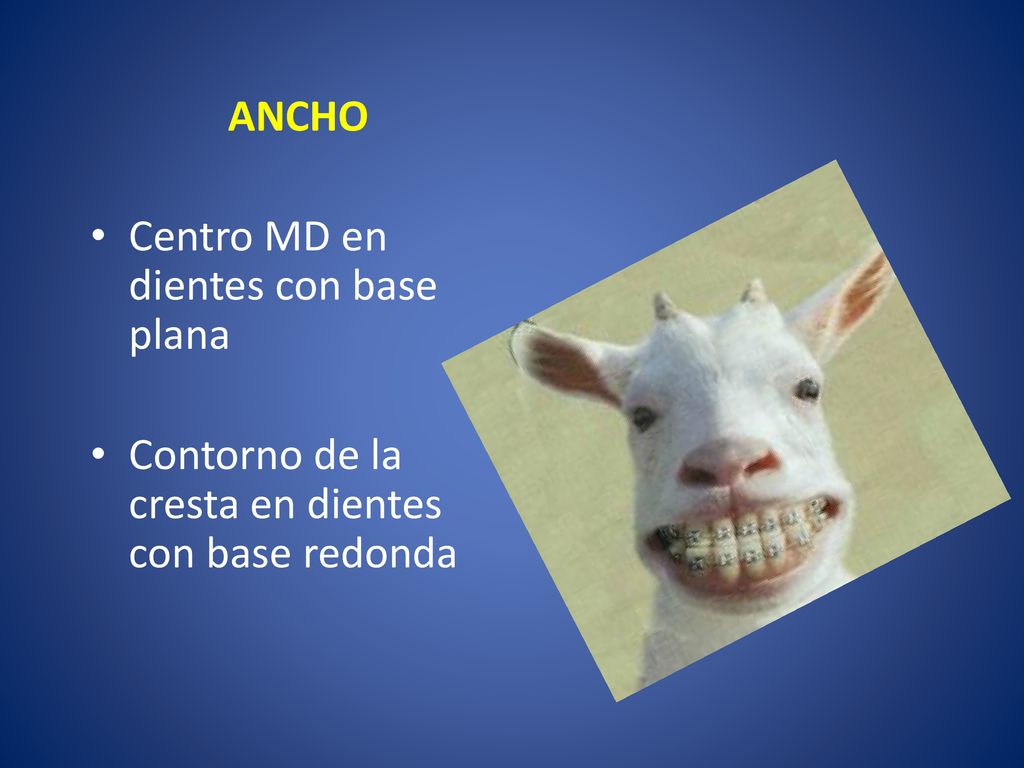 ANCHO Centro MD en dientes con base plana Contorno de la cresta en dientes con base redonda