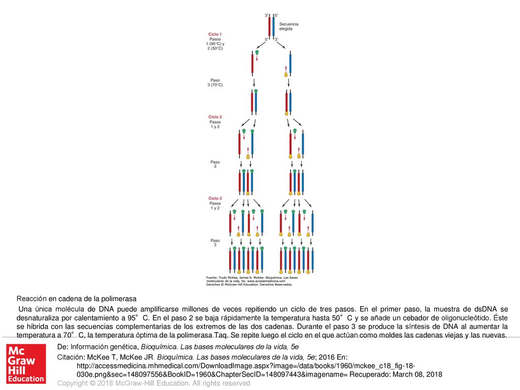 Una única molécula de DNA puede amplificarse millones de veces repitiendo un ciclo de tres pasos. En el primer paso, la muestra de dsDNA se desnaturaliza por calentamiento a 95°C. En el paso 2 se baja rápidamente la temperatura hasta 50°C y se añade un cebador de oligonucleótido. Éste se hibrida con las secuencias complementarias de los extremos de las dos cadenas. Durante el paso 3 se produce la síntesis de DNA al aumentar la temperatura a 70°C, la temperatura óptima de la polimerasa Taq. Se repite luego el ciclo en el que actúan como moldes las cadenas viejas y las nuevas.