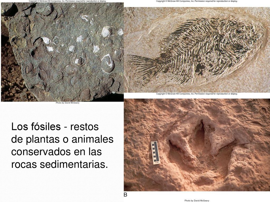 Los fósiles - restos de plantas o animales conservados en las rocas sedimentarias.