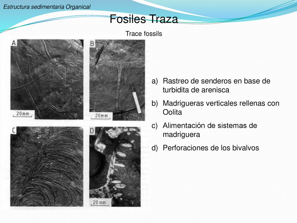 Fosiles Traza Rastreo de senderos en base de turbidita de arenisca