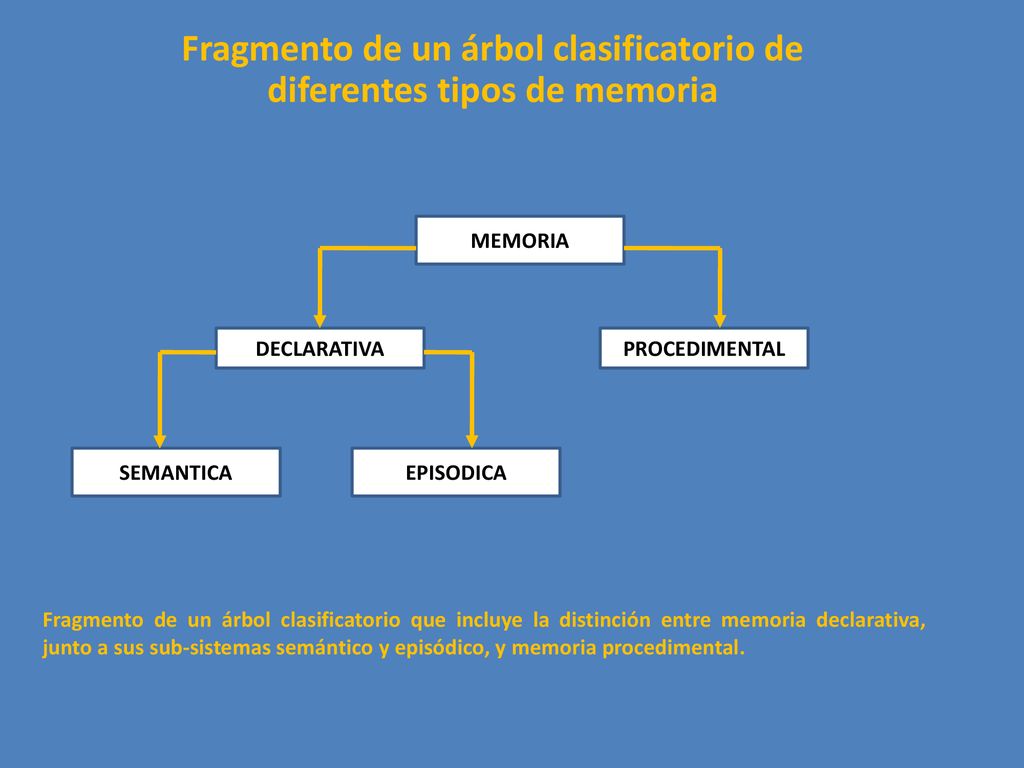 Fragmento de un árbol clasificatorio de diferentes tipos de memoria