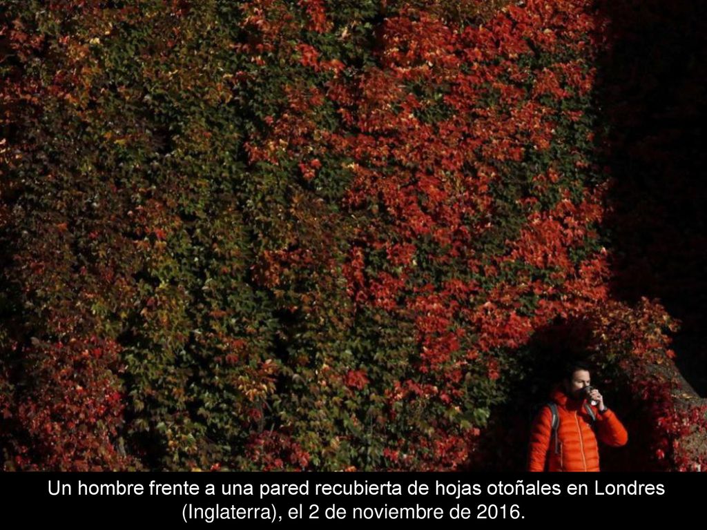 Un hombre frente a una pared recubierta de hojas otoñales en Londres (Inglaterra), el 2 de noviembre de 2016.