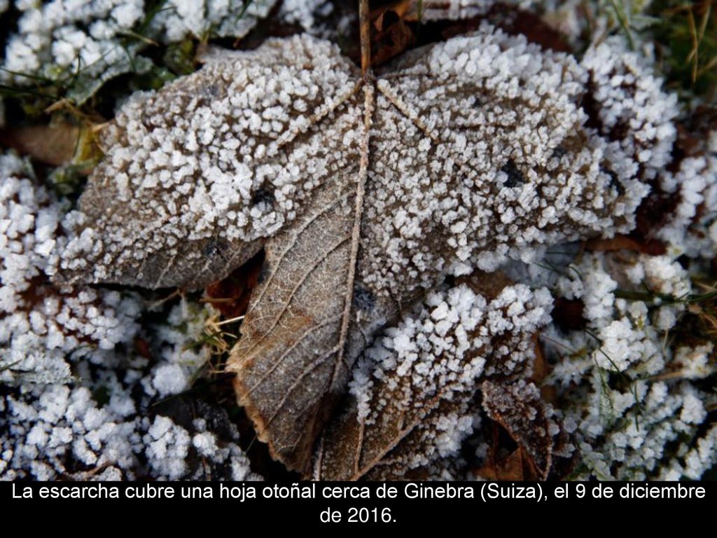 La escarcha cubre una hoja otoñal cerca de Ginebra (Suiza), el 9 de diciembre de 2016.