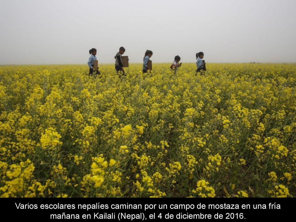Varios escolares nepalíes caminan por un campo de mostaza en una fría mañana en Kailali (Nepal), el 4 de diciembre de 2016.