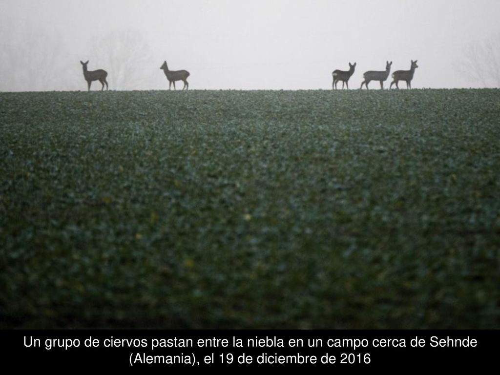 Un grupo de ciervos pastan entre la niebla en un campo cerca de Sehnde (Alemania), el 19 de diciembre de 2016