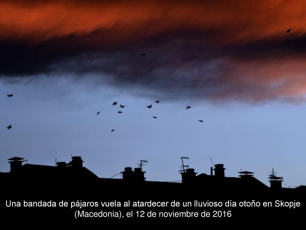 Una bandada de pájaros vuela al atardecer de un lluvioso día otoño en Skopje (Macedonia), el 12 de noviembre de 2016