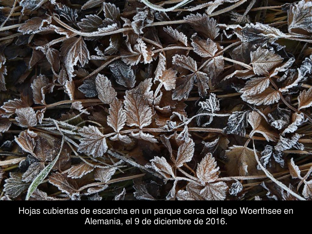 Hojas cubiertas de escarcha en un parque cerca del lago Woerthsee en Alemania, el 9 de diciembre de 2016.
