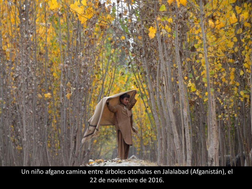 Un niño afgano camina entre árboles otoñales en Jalalabad (Afganistán), el 22 de noviembre de 2016.