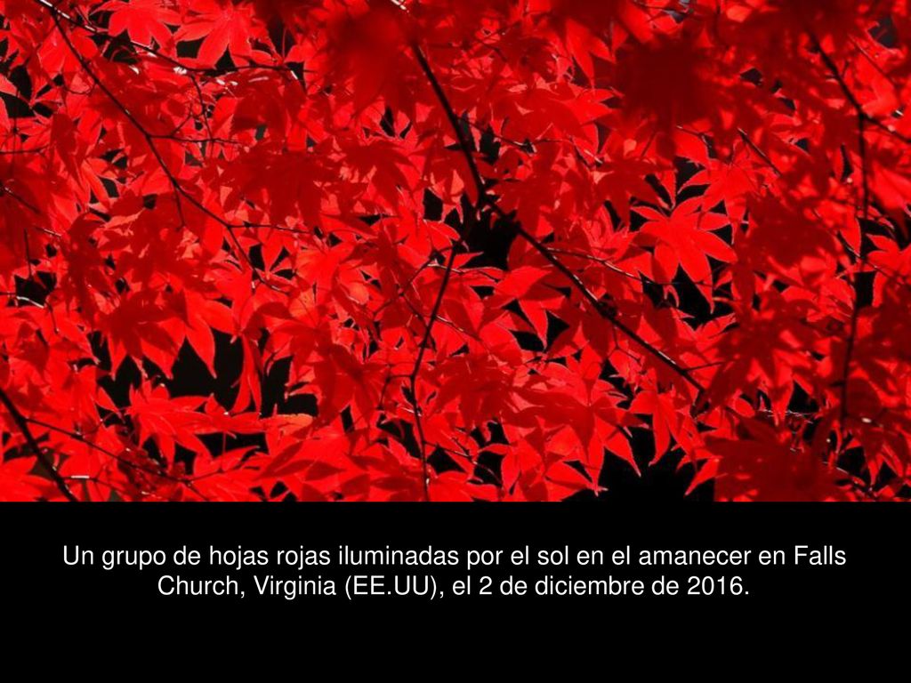 Un grupo de hojas rojas iluminadas por el sol en el amanecer en Falls Church, Virginia (EE.UU), el 2 de diciembre de 2016.