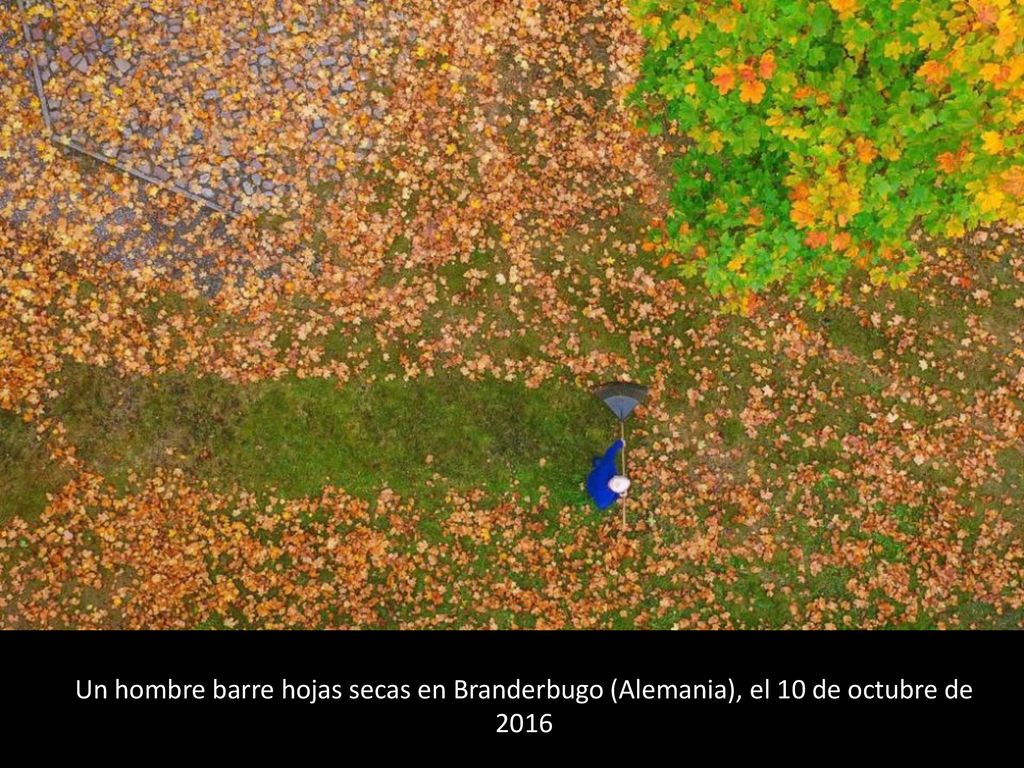 Un hombre barre hojas secas en Branderbugo (Alemania), el 10 de octubre de 2016