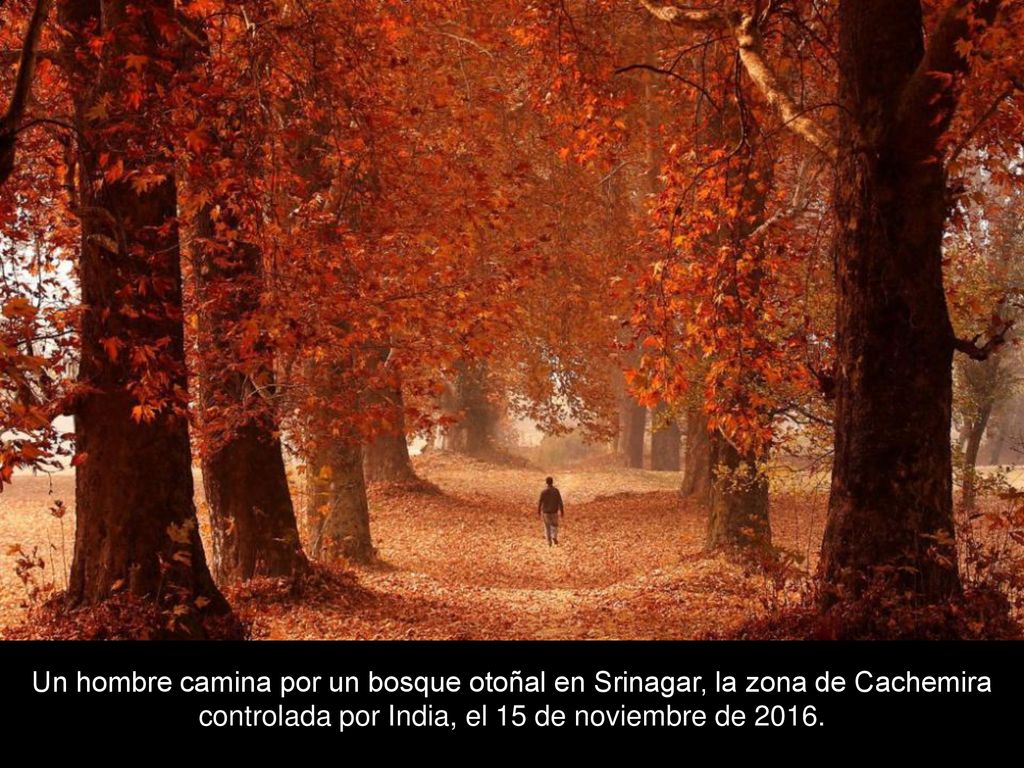 Un hombre camina por un bosque otoñal en Srinagar, la zona de Cachemira controlada por India, el 15 de noviembre de 2016.