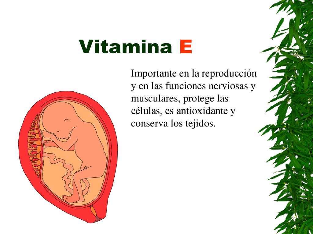 Vitamina E Importante en la reproducción y en las funciones nerviosas y musculares, protege las células, es antioxidante y conserva los tejidos.