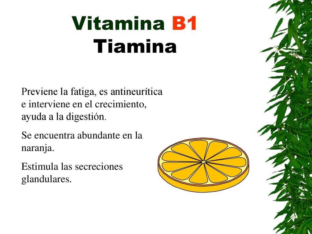 Vitamina B1 Tiamina Previene la fatiga, es antineurítica e interviene en el crecimiento, ayuda a la digestión.