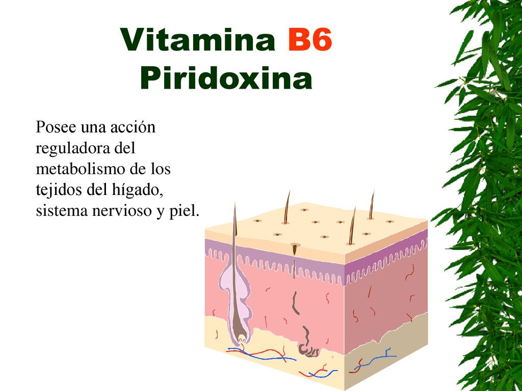 Vitamina B6 Piridoxina Posee una acción reguladora del metabolismo de los tejidos del hígado, sistema nervioso y piel.