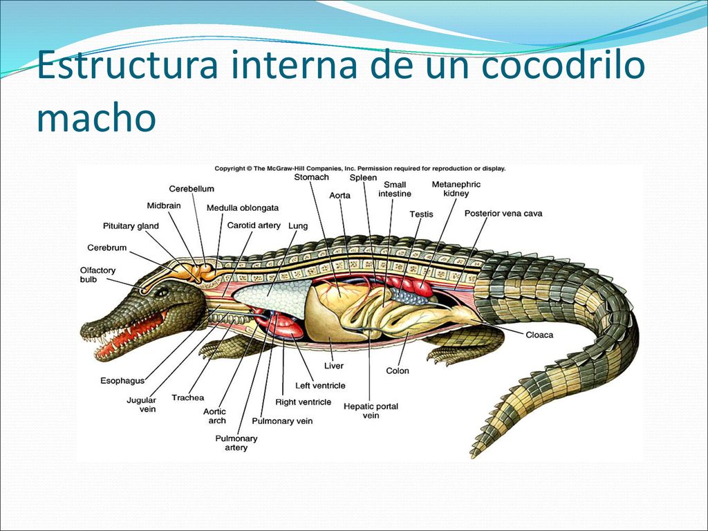 Suborden Serpentes Cuerpo alargado; sin apéndices, aperturas de oídos ni  oído medio Mandíbulas unidas anteriormente por ligamentos. - ppt descargar