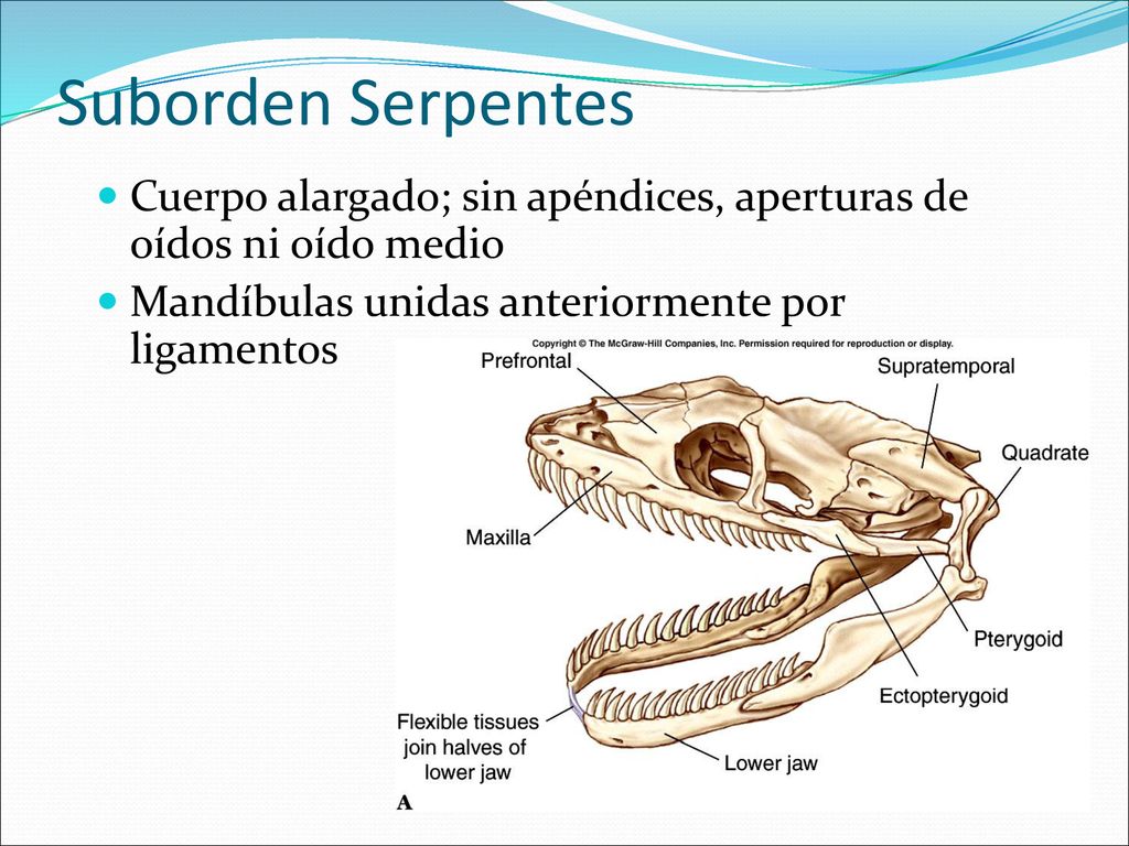 Suborden Serpentes Cuerpo alargado; sin apéndices, aperturas de oídos ni oído medio.