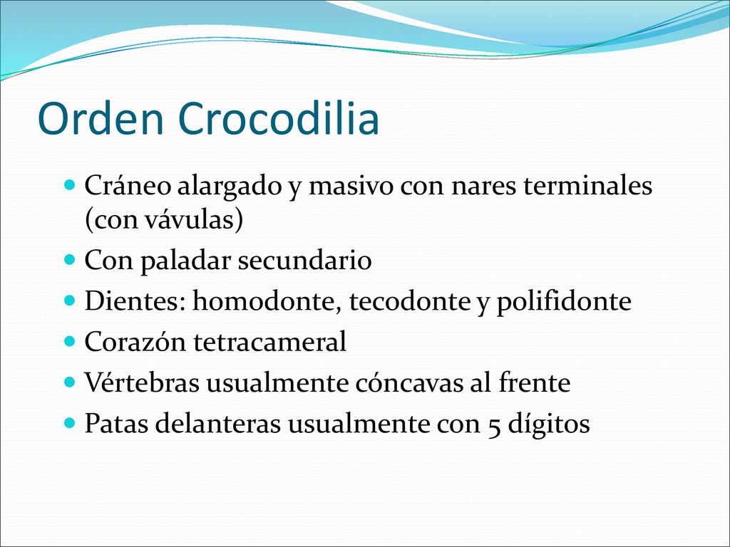 Orden Crocodilia Cráneo alargado y masivo con nares terminales (con vávulas) Con paladar secundario.