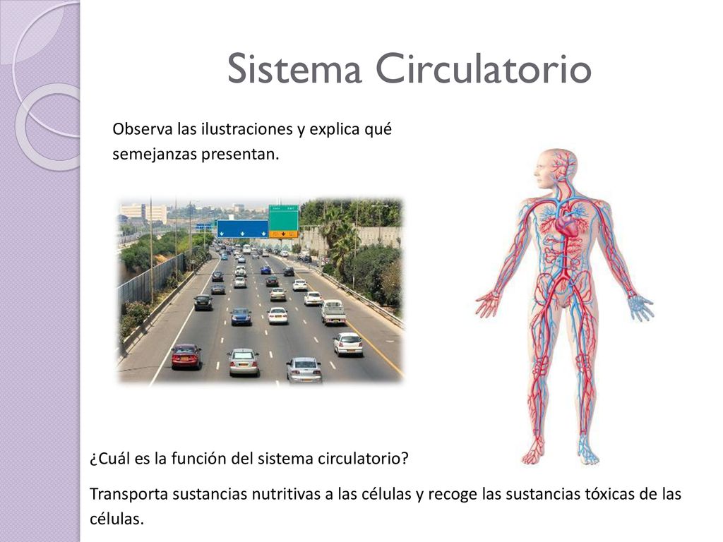 Sistema Circulatorio Observa las ilustraciones y explica qué semejanzas presentan. ¿Cuál es la función del sistema circulatorio