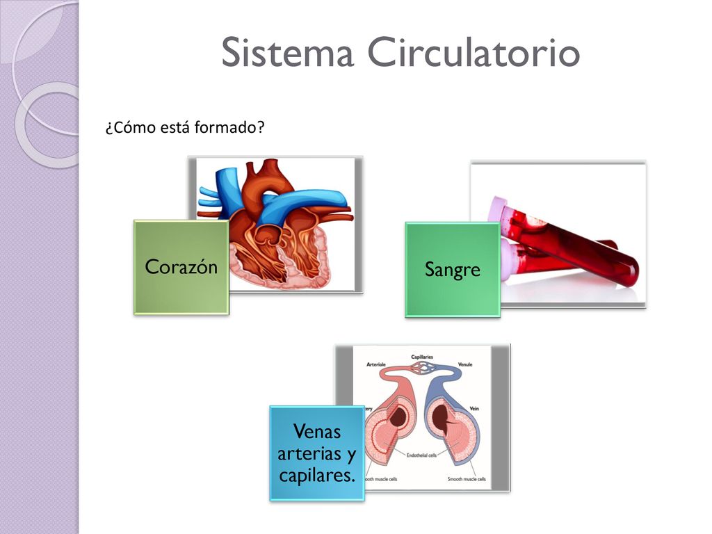 Venas arterias y capilares.