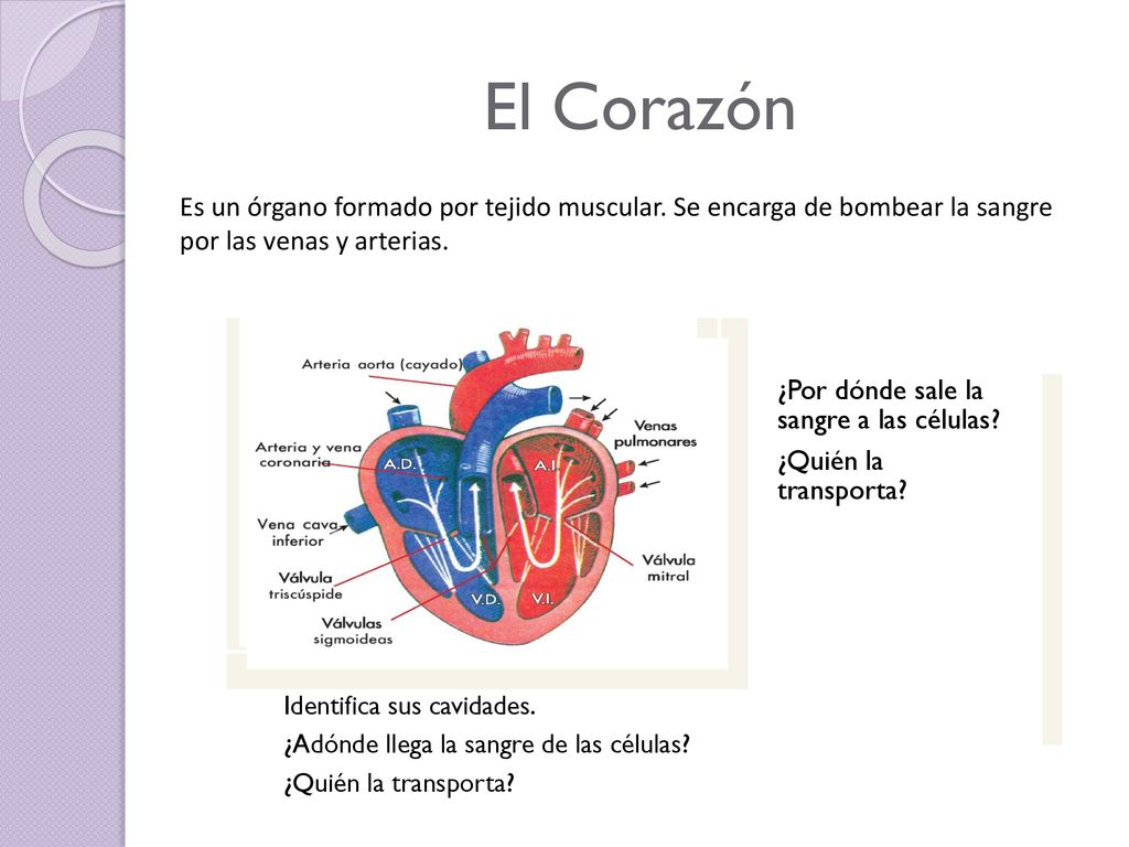 El Corazón Es un órgano formado por tejido muscular. Se encarga de bombear la sangre por las venas y arterias.