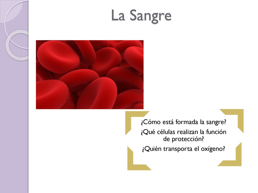 La Sangre ¿Cómo está formada la sangre