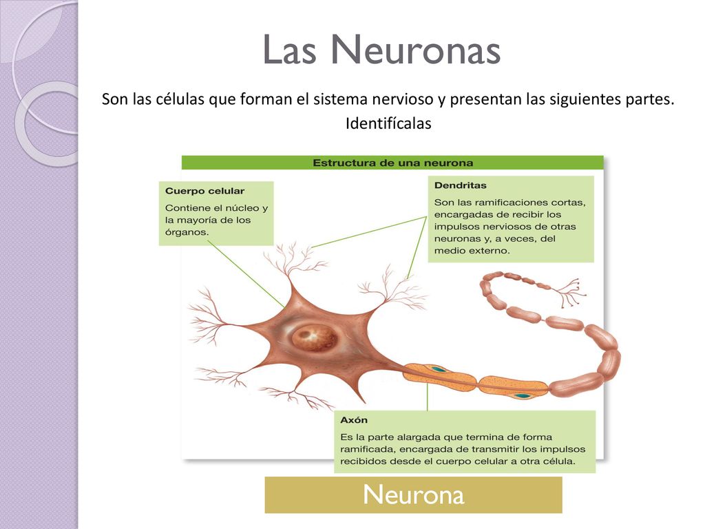 Las Neuronas Son las células que forman el sistema nervioso y presentan las siguientes partes. Identifícalas.