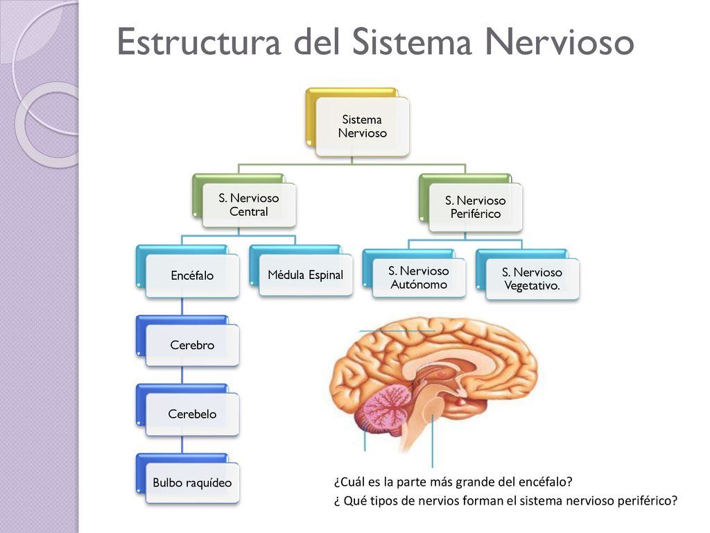 Estructura del Sistema Nervioso