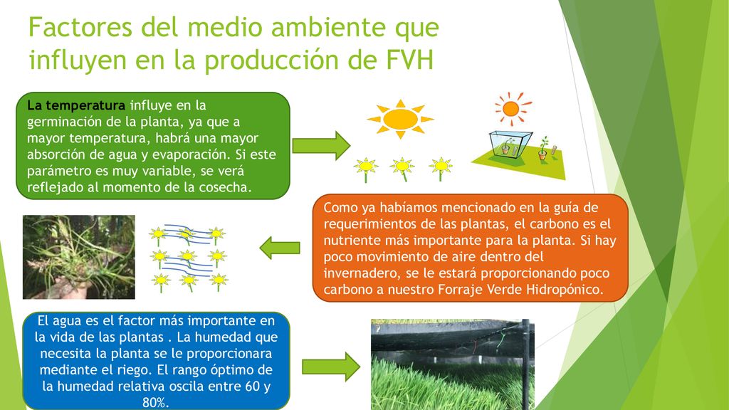 Factores del medio ambiente que influyen en la producción de FVH
