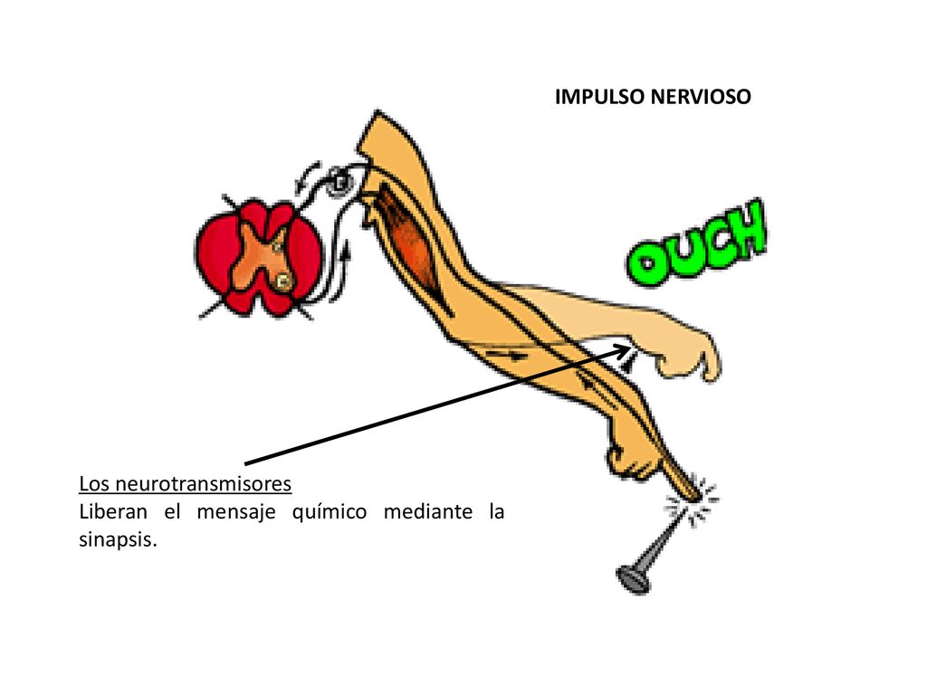 IMPULSO NERVIOSO Los neurotransmisores Liberan el mensaje químico mediante la sinapsis.