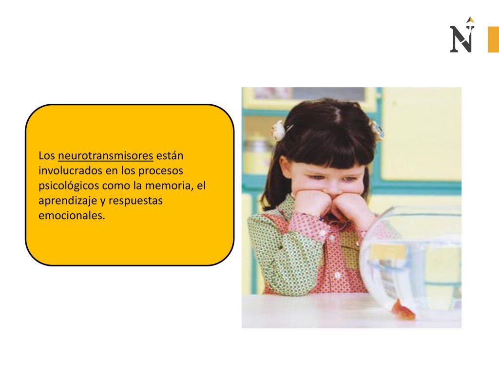 Los neurotransmisores están involucrados en los procesos psicológicos como la memoria, el aprendizaje y respuestas emocionales.