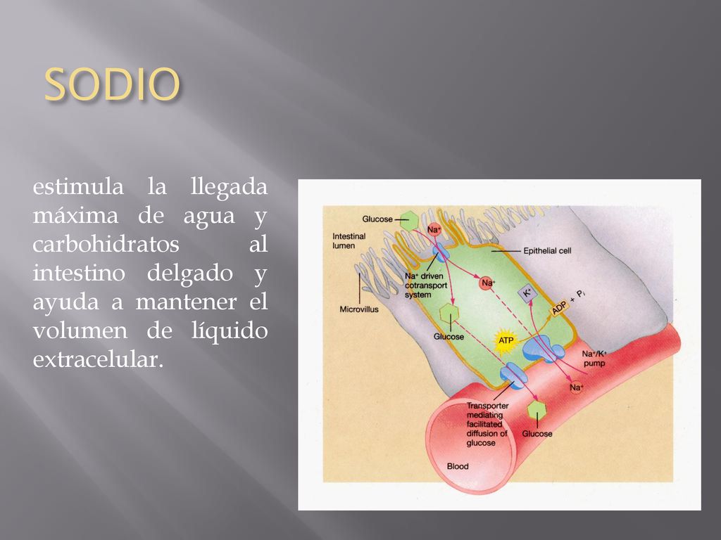 SODIO estimula la llegada máxima de agua y carbohidratos al intestino delgado y ayuda a mantener el volumen de líquido extracelular.