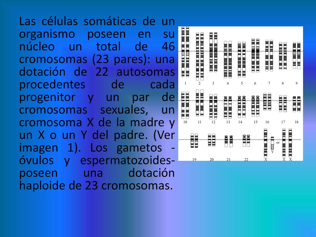 Las células somáticas de un organismo poseen en su núcleo un total de 46 cromosomas (23 pares): una dotación de 22 autosomas procedentes de cada progenitor y un par de cromosomas sexuales, un cromosoma X de la madre y un X o un Y del padre.