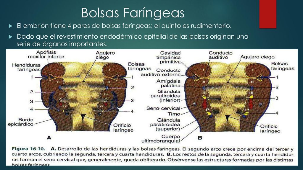 Bolsas Faríngeas El embrión tiene 4 pares de bolsas faríngeas; el quinto es rudimentario.