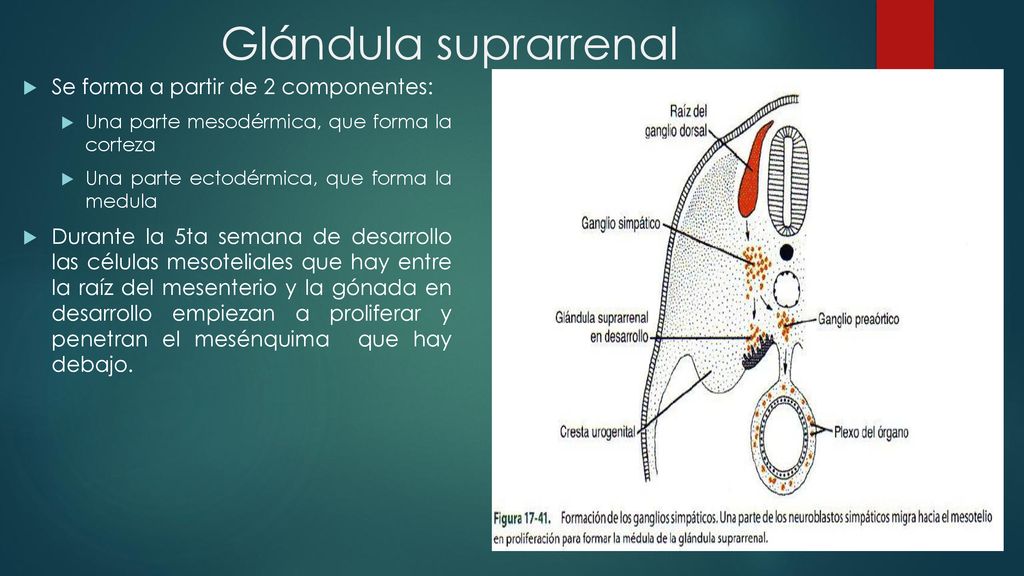 Glándula suprarrenal Se forma a partir de 2 componentes: