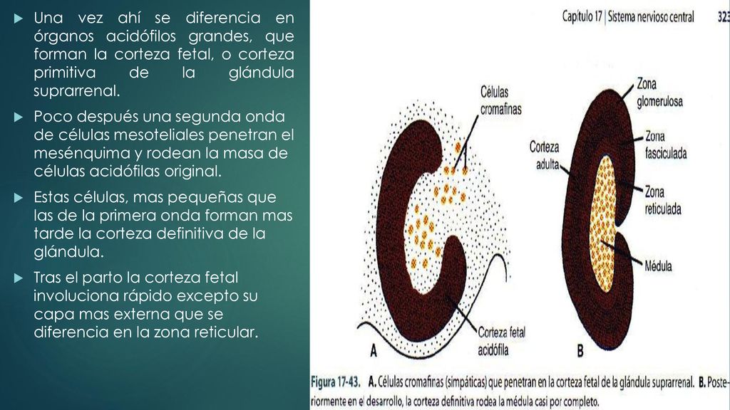 Una vez ahí se diferencia en órganos acidófilos grandes, que forman la corteza fetal, o corteza primitiva de la glándula suprarrenal.