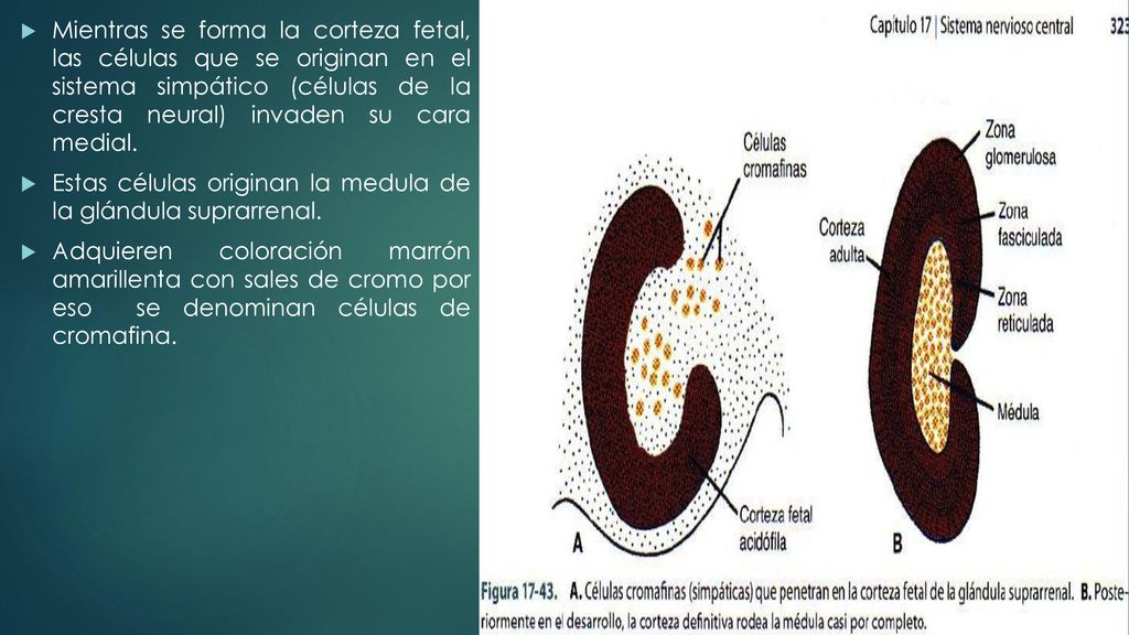 Mientras se forma la corteza fetal, las células que se originan en el sistema simpático (células de la cresta neural) invaden su cara medial.