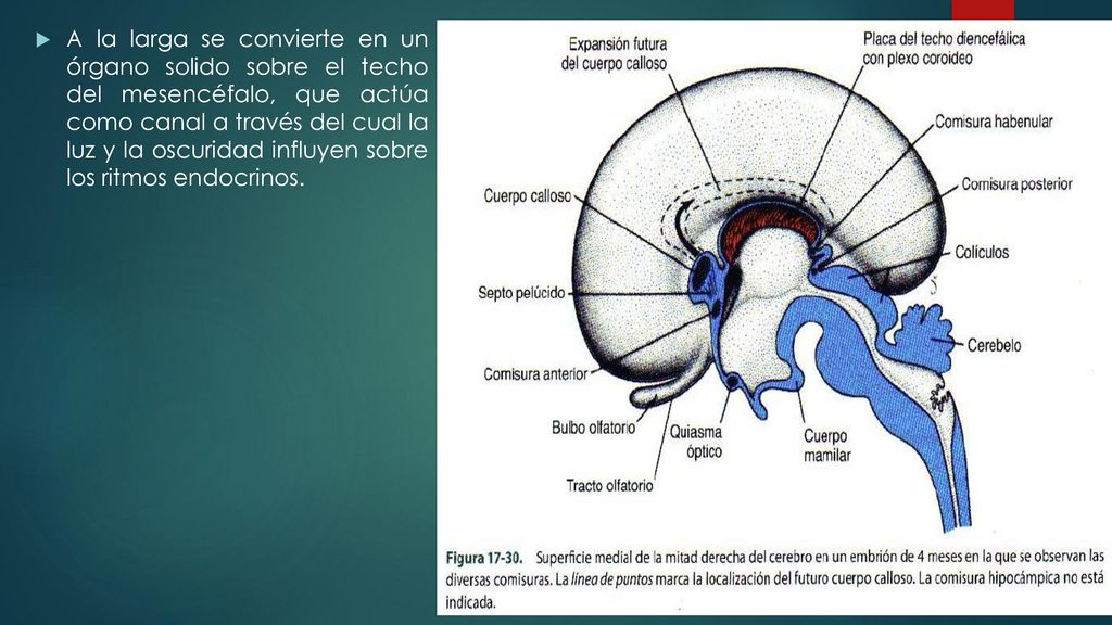 A la larga se convierte en un órgano solido sobre el techo del mesencéfalo, que actúa como canal a través del cual la luz y la oscuridad influyen sobre los ritmos endocrinos.