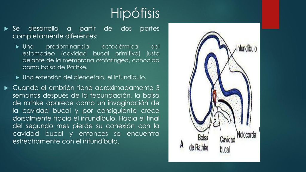 Hipófisis Se desarrolla a partir de dos partes completamente diferentes:
