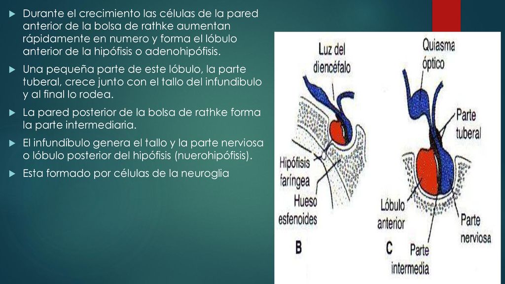 Durante el crecimiento las células de la pared anterior de la bolsa de rathke aumentan rápidamente en numero y forma el lóbulo anterior de la hipófisis o adenohipófisis.