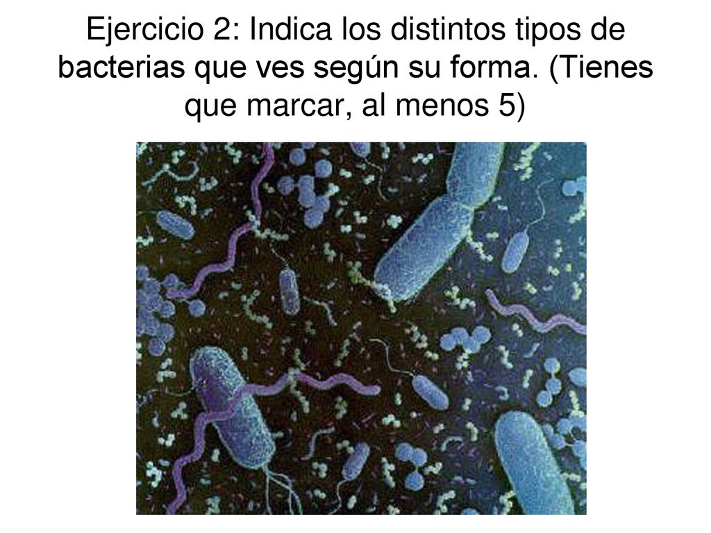 Ejercicio 2: Indica los distintos tipos de bacterias que ves según su forma.