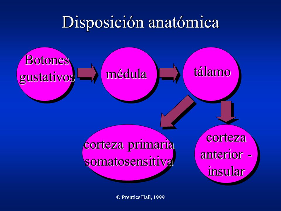Disposición anatómica
