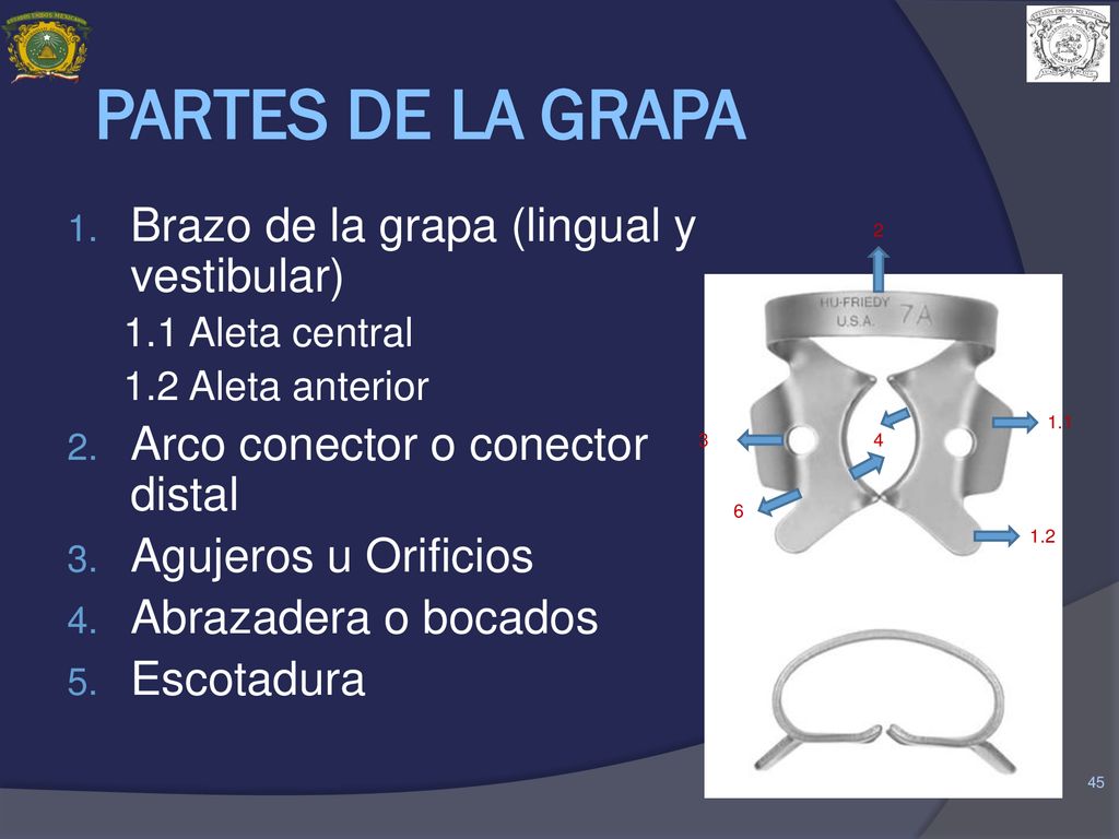 PARTES DE LA GRAPA Brazo de la grapa (lingual y vestibular)