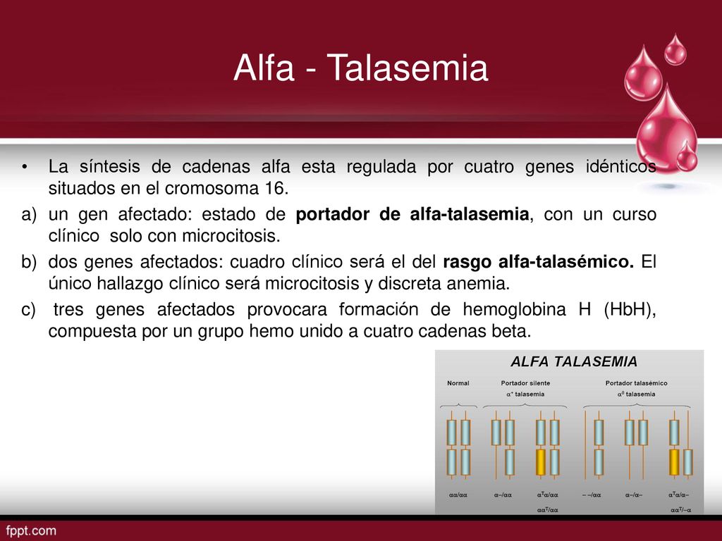Alfa - Talasemia La síntesis de cadenas alfa esta regulada por cuatro genes idénticos situados en el cromosoma 16.