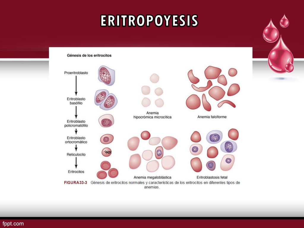 ERITROPOYESIS Los progenitores eritroides, por medio de diversos sistemas de cultivo, han demostrado que.