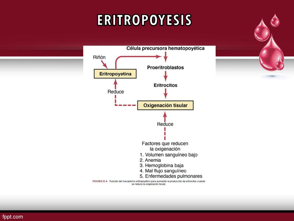 ERITROPOYESIS A lo largo de esta ruta de diferenciación de la eritropoyesis, la principal citocina es la.