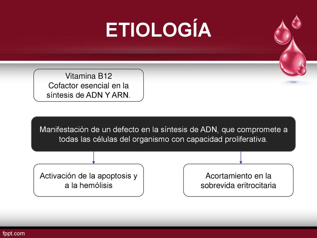 ETIOLOGÍA Vitamina B12 Cofactor esencial en la síntesis de ADN Y ARN.