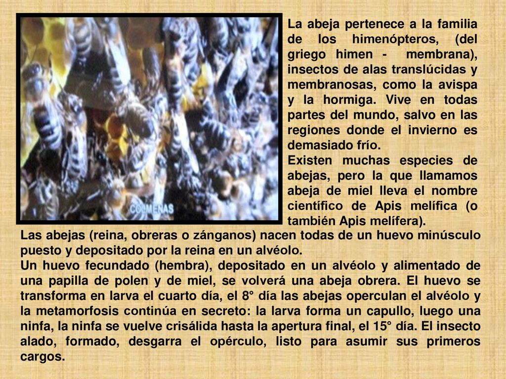 La abeja pertenece a la familia de los himenópteros, (del griego himen - membrana), insectos de alas translúcidas y membranosas, como la avispa y la hormiga. Vive en todas partes del mundo, salvo en las regiones donde el invierno es demasiado frío.
