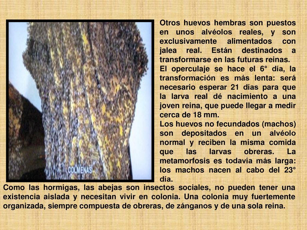 Otros huevos hembras son puestos en unos alvéolos reales, y son exclusivamente alimentados con jalea real. Están destinados a transformarse en las futuras reinas.