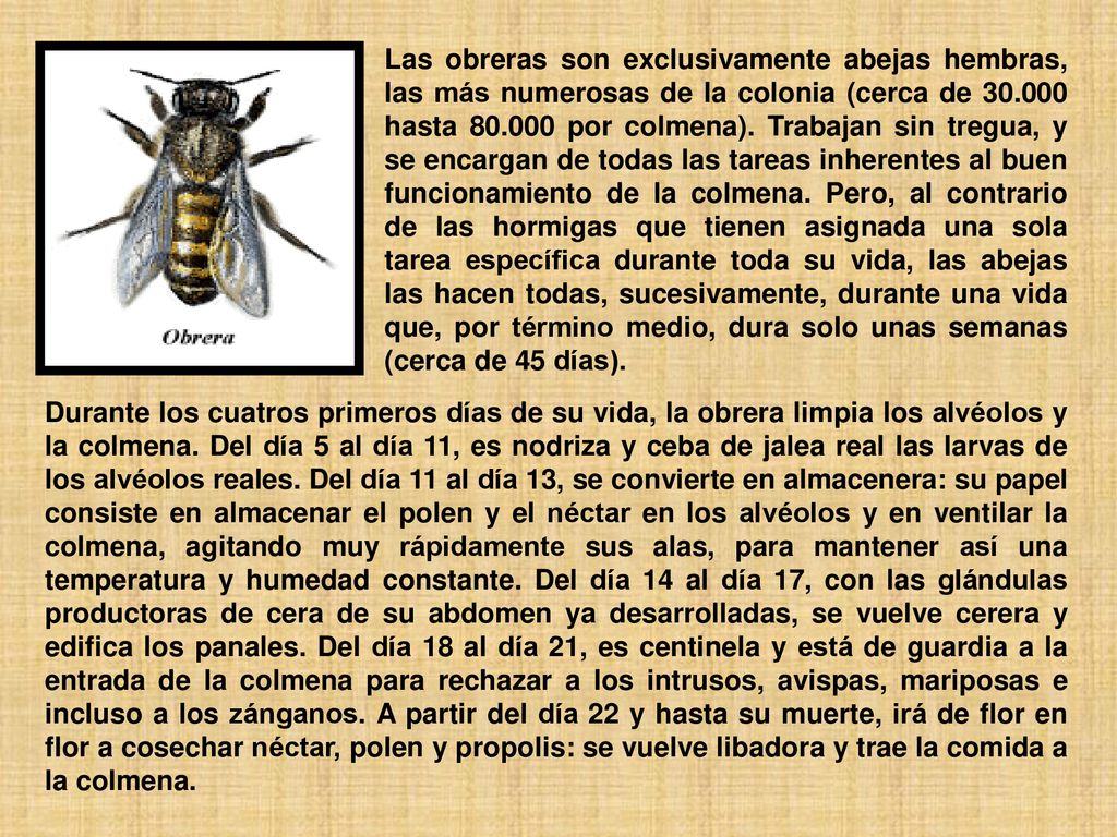 Las obreras son exclusivamente abejas hembras, las más numerosas de la colonia (cerca de hasta por colmena). Trabajan sin tregua, y se encargan de todas las tareas inherentes al buen funcionamiento de la colmena. Pero, al contrario de las hormigas que tienen asignada una sola tarea específica durante toda su vida, las abejas las hacen todas, sucesivamente, durante una vida que, por término medio, dura solo unas semanas (cerca de 45 días).